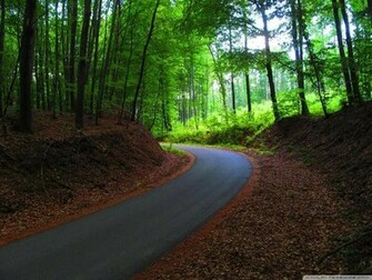 Beautiful Forest Pictures Collection Mobogenie