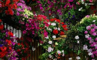 Wallpaper HD Geranium Garden Flower