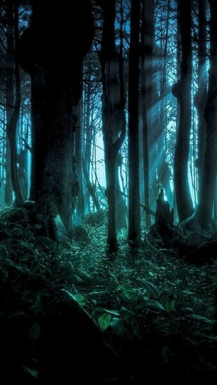 Scary Woods Wallpaper Spooky