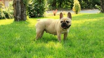 French Bulldog Wallpaper