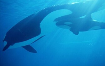 Orca Achtergronden Dieren HD Wallpaper Foto 11jpg Short News