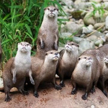 North American River Otter Family Wallpaper Teahub Io