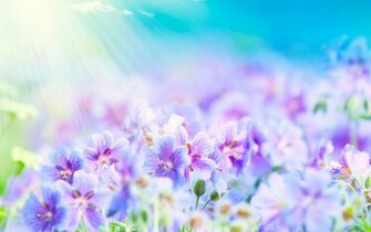HD Flower Wallpaper Summer Flowers