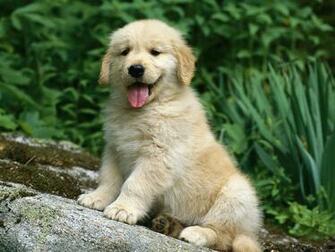 Baby Dog Wallpaper Golden Retriever Amp Pictures
