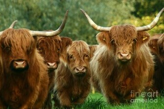 Cute Cows Cow Funny Farm Girl Cattle Wallpaper Farming Girls Picture