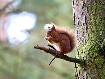Baby Tree Squirrel Amazing Wallpaper