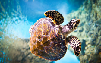 Cute Turtle Wallpaper