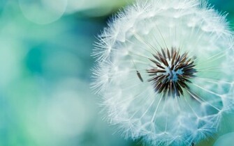 Beautiful Flower HD Wallpaper Top