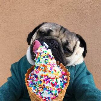 Pug Puppies Pugs Dogs