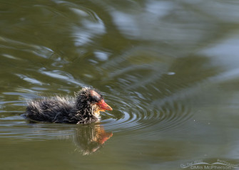 Baby American Coot Image On The Wing Photography