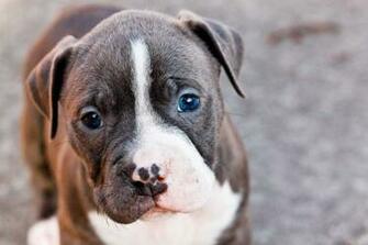 Cute And Funny Pitbull Puppy Kindred Kitchen