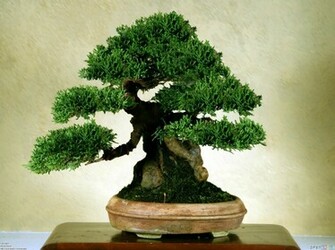Old Bonsai Tree Wallpaper Open Walls