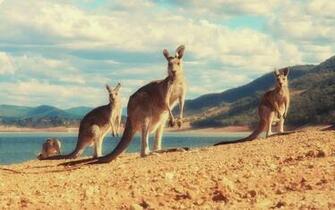 Kangaroo HD Wallpaper