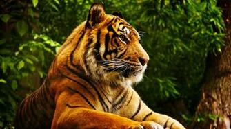 Tiger Resting Ultra HD Wallpaper UHD Net