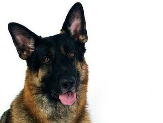 German Shepherd Wallpaper White