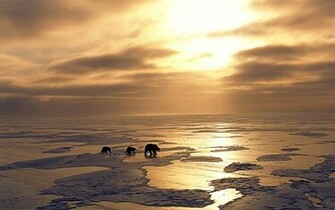 Discovery Channel Wallpaper Animals High Definition