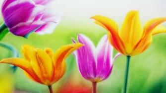 Flowers Wallpaper Desktop HD