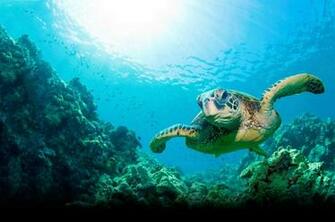 Ocean HD Wallpaper