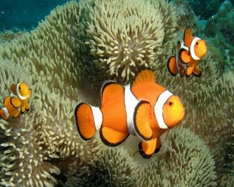 Clown Fish Fun Animals Wiki Videos Pictures Stories