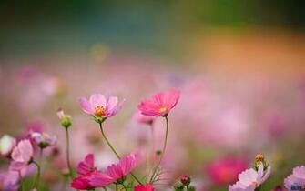 Image For Gt Wildflowers Desktop Wallpaper Ideas