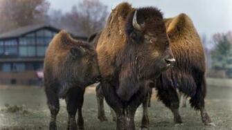Wildlife Prairie Park Enjoy Illinois
