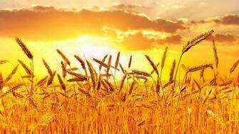 Field At Sunset Wallpaper Nature HD HDwallpaper Net