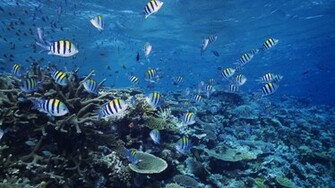 Ocean Life Wallpaper HD Background