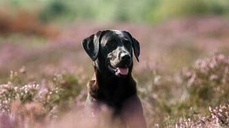 Fields Labrador Retriever Dogs Wallpaper Desktop