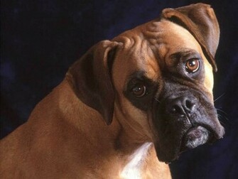 The Boxer Dog Wallpaper Desktop