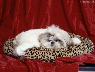 Shih Tzu Wallpaper For Computer Dog Breeds Picture