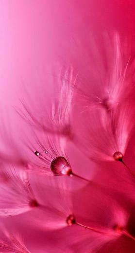 Pink Roze Wallpaper Shades Aesthetic