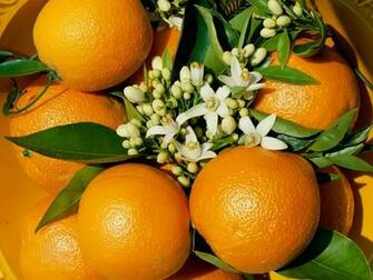Oranges Wallpaper Plants Nature In Jpg Format For