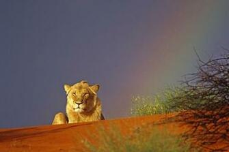 Adult Lions Wallpaper Lion Near Rainbow