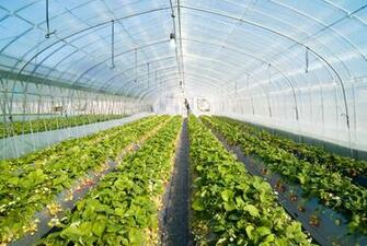 Greenhouse Desktop Background