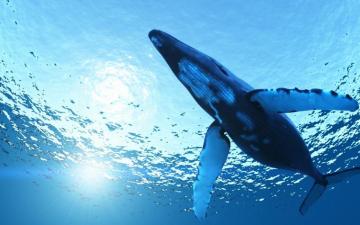 Whale HD Wallpaper Background Data Src