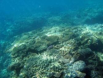 Ocean Floor Wallpaper