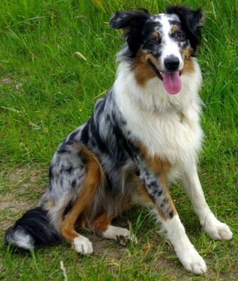 Australian Shepherd Pictures Gallery