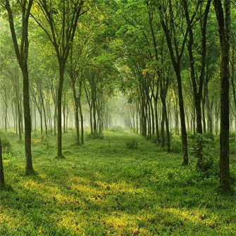Amazon Aofoto Quiet Forest Trees Backdrop Woods Meadow