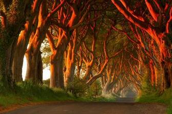 Dark Hedges In Northern Ireland Perfect Tripping Sanctuary Lsd