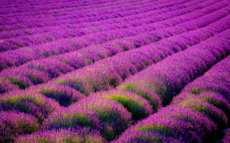 Purple Flower Wallpaper HD