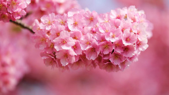Pretty Pink Wallpaper For Desktop