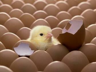 Cute Easter Chicks Wallpaper Cool Christian
