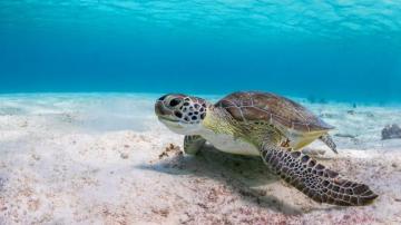 4k Turtle Wallpaper Background Image
