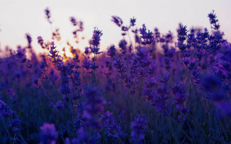 Purple Flower Desktop Wallpaper