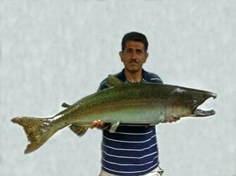 Description Chinook Salmon Found By Roger Castillo On San Tomas Aquino