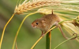 Image Mice Rodents Spikes Animals