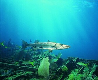 Life Underwater Wallpaper