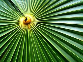 Palm Sunday Wallpaper HD Background Image Pictures
