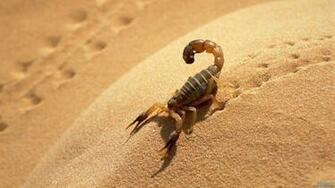 Scorpion HD Wallpaper Res Desktopas