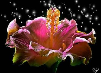 Very Beautiful Flowers Pictures For Wallpaper X Y D Ng